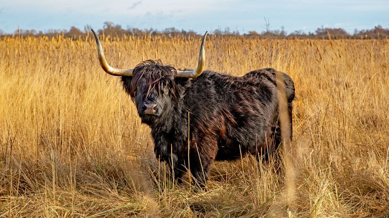 A black Highland cow photographed outdoors on a wetland nature reserve